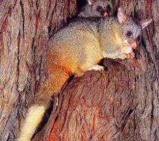 BrushTail Possum  -  They favour open forest and woodland with sufficient older trees to provide hollows.