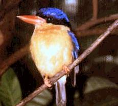 A Buff-Breasted White Tailed Kingfisher - Queensland