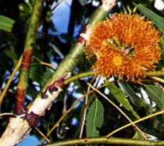 Eucalyptus Phoenicea