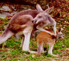 Kangaroo with baby out of pouch