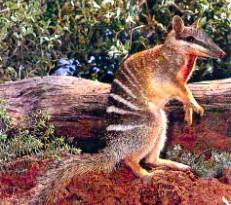 The termite eating Numbat - Western Australia's mammal emblem. Almost extinct at one stage, but are now on the endangered list.