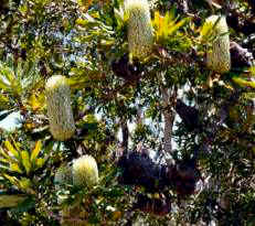 Banksia Aemula