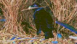 Bower Bird - the collector of "blue"
