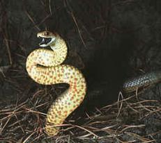 King Brown Snake, WA