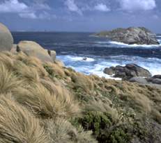 The unusual grasses along the coastline
