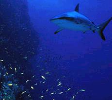 Coral Reef Shark - Queensland