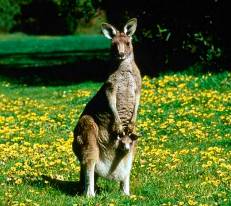 More kangaroos!