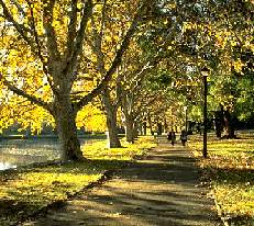 Hyde Park, Sydney in autumn