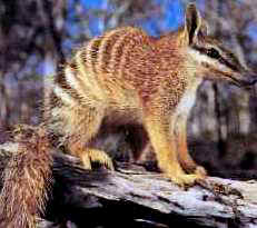The somewhat rare Numbat - Northern Territory
