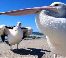 Pelicans in Cairns, Queensland