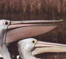 The strangeness of the Pelican