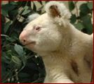 A rare albino Koala