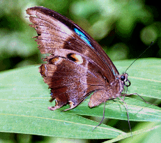 Butterfly in Queensland Rainforests