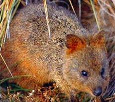 The "rat-like" Quokka  -  now uncommon on the mainland and confined to isolated pockets within the south-west corner of WA and Rottnest Island.