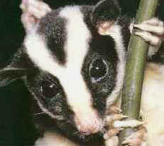 What a cutie! A striped Possum