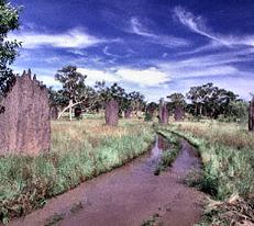 More termite mounds in the Noerthern Territory