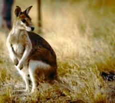 the "little kangaroo" - the Wallaby.
