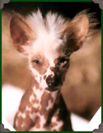 Spike as a puppy
