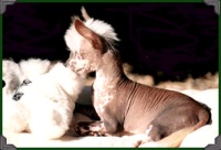 Spike as a baby, pictured with his favourite toy Carley, who was buried with him.