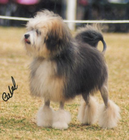 Phoenix - CHINAROAD GLOBETROTTER aged 9 months winning Best Puppy in Group