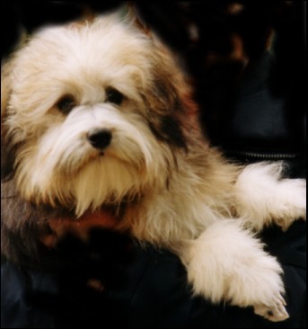 Phoenix - CHINAROAD GLOBETROTTER aged 9 months winning Best Puppy in Group