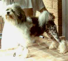 Aust Ch Ardgowan Panache (imp NZ)