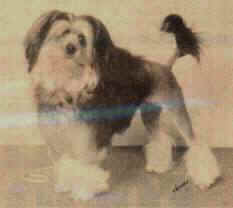 Aust. Ch. Jilland Double Diamente (Imp UK), owned by Tilcha Lowchens, was the very first Lowchen to be awarded a BEST IN GROUP win anywhere in the world!