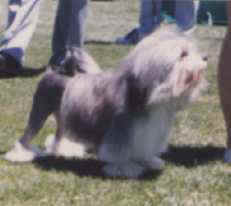 Aust. Ch. Shysu Chantilly Lace, owned by J Hansen