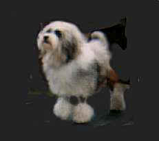 Australian Ch. Thewsaan Copper Glow,  owned by Mr I Hinde