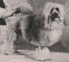 Aust. Ch. Tilcha Jespa, owned by Tilcha Kennels