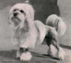 Aust. Ch. Tolcha Fashions Pride, owned by B Johnston