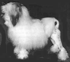 CH. CLEEVIEW GUNTHER OF LITTLECOURT