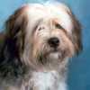Can. Ch. Wildhearts Rebel Yell, bred, owned and absolutely adored by Jayne LaPointe. Sadly and forever missed.