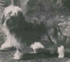 El Kiro Mia Sabra, owned by Mrs A Blackburn, Napier, New Zealand.