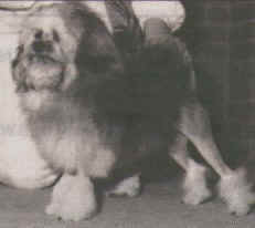 Aust. Ch. Gaylea Lika Steelcat, owned by Jill and Peter Eearden, Victoria