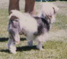 Keederri Forget Menot, owned by Beaucliff Kennels. 