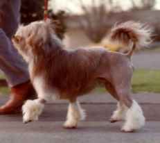 NZ Ch Tilcha Jupiter