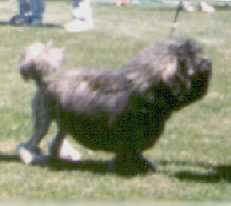 Aust. Ch. TILCHA TIGER TAG, owned by Jill & Peter Eearden