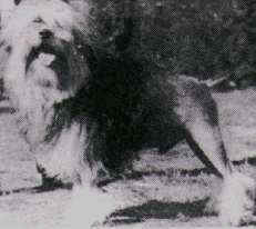 UK & Irish Ch. Cluneen No Nonsense - the second UK Champion (owned by Mrs Banks)