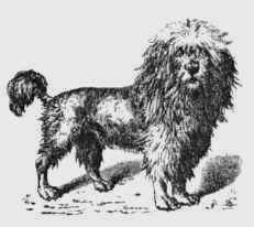 Lowchen illustrated in the book DAS EDLEN HUNDES, published 1884, in Germany