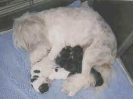 Dolly with her litter of five pups by "Rum"