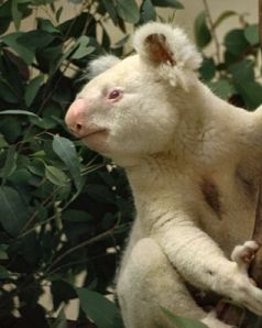 The very rare Albino Koala.