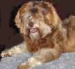 Jonquilow The Troubador, exported to Lorraine Caseria, Hawaii, USA