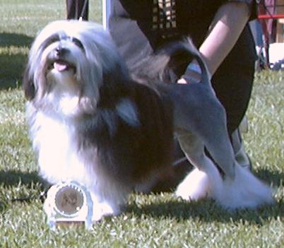 Sacha aged 13 months - winning Reserve Bitch Challenge 2003 - Lowchen Club of NSW Specialty April 2003