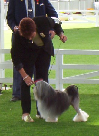 Winning Open Dog class Sydney Royal 2003