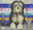 US & Can. Ch. Elguarda Capt Star Lite - exported USA 2000