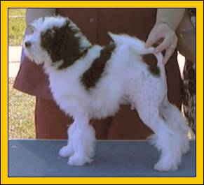 Baby Puppy in Show winner - Watersmeet Strikme Hansum