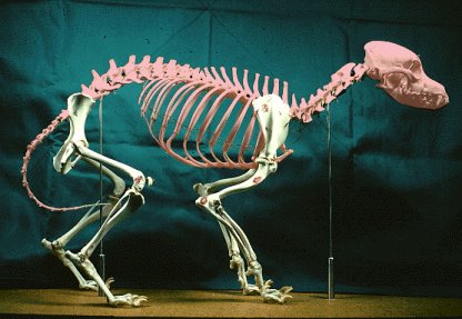 THE AXIAL SKELETON