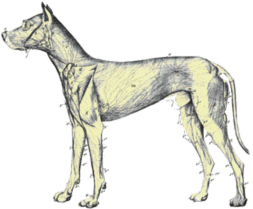 Lymph System in the Canine