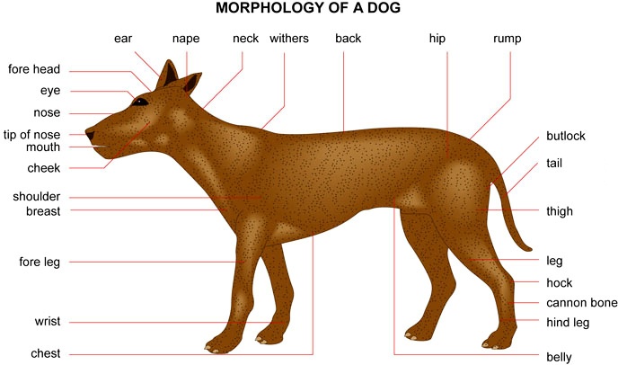 Morphology of a dog